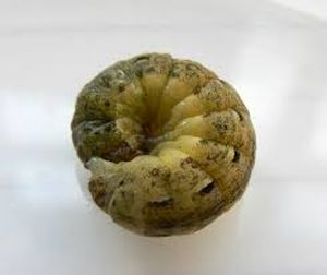 uploads/images/pest/potato cutworm.jpg